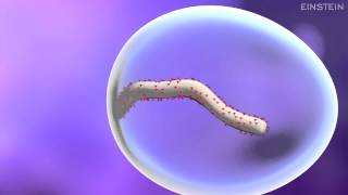 How Ebola Virus Infects a Cell [upl. by Dean]