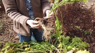 Growing and Preparing Horseradish [upl. by Alfie170]