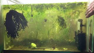 Scuds Daphnia Cherry Shrimp Copepods My aquatic food culture [upl. by Chemosh]