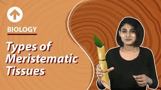 Types of Meristematic Tissues  Structural Organisation In Plants  Biology  Class 9 [upl. by Noreht]