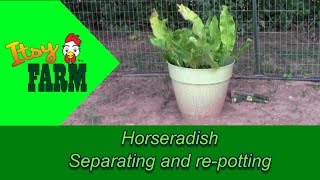 Horseradish  Separating and repotting [upl. by Mercuri]