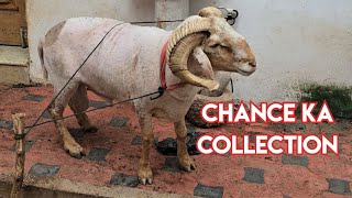 Chance ka collection  heavyweight vilayati sheep  ajmera bakriya amp rampuri female sheeps available [upl. by Laoj]