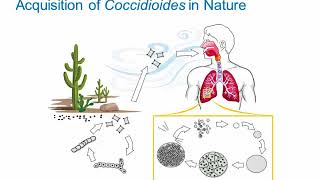 Dimorphic Fungi Coccidioidomycosis Hot Topic [upl. by Coumas829]