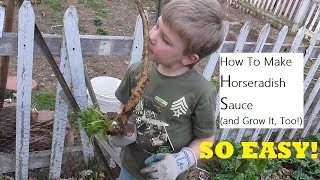 Harvesting and Processing Horseradish Root [upl. by Chancey]