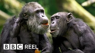 Chimpanzees are ‘just like us’  BBC REEL [upl. by Navap159]