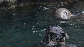 How Are Seals Different from Sea Lions [upl. by Nekciv]