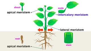 Types of Plant Cells [upl. by Weiman941]