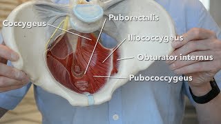 Pelvic floor muscles [upl. by Iidnarb]