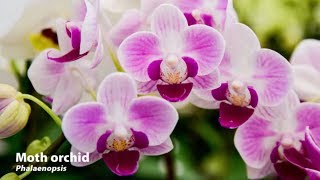 How to Grow Orchids  Mitre 10 Easy As Garden [upl. by Jerrome563]