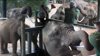 Feeding time at the Uda Walawe Elephant Transit center Sinhala – Eth Athuru Sevana [upl. by Way801]