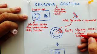 Rekayasa Genetika  DNA Rekombinan  Teknologi Plasmid [upl. by Savil]