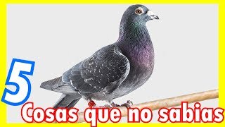 5 CURIOSIDADES SOBRE LAS PALOMAS [upl. by Irianat]