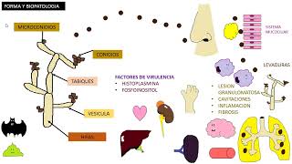 HISTOPLASMOSIS  Histoplasma Capsulatum [upl. by Marcello]