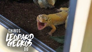 16 Things That Leopard Geckos Do [upl. by Avera]