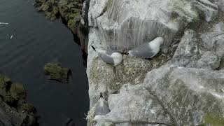 The Farne Islands [upl. by Roydd]