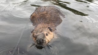 BEAVER TRAPPING THE DAM BREAK SET [upl. by Julian]