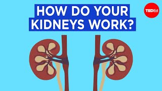 Leukemia diagnosis  Hematologic System Diseases  NCLEXRN  Khan Academy [upl. by Erida374]