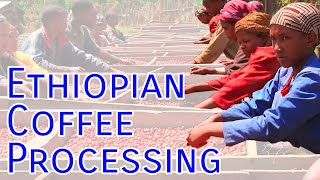 Ethiopian Coffee Processing HD [upl. by Erret]