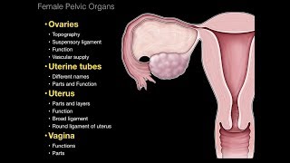 01Female Repro System Pelvic organs [upl. by Euqinom]