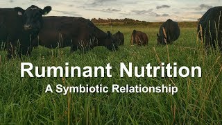 Ruminant Nutrition A Symbiotic Relationship [upl. by Dion]