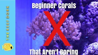 Top 7 Beginner Corals That Arent Boring [upl. by Akemak]