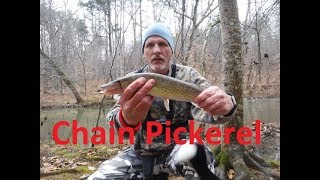 Creek Fishing for Chain Pickerel in the Winter  How to catch Chain Pickerel in Creeks [upl. by Chesney]