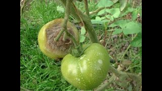 Tomate  maladies ravageurs carences [upl. by Merton]