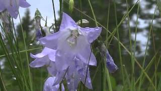 Common Harebell Campanula rotundifolia [upl. by Sirapal]