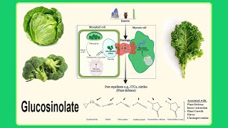 glucosinolate [upl. by Nostets]