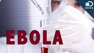 How Does Ebola Kill You [upl. by Yanahs178]