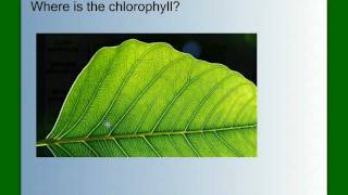 Photosynthesis Part 1 An Overview [upl. by Malliw]