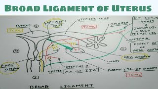 Broad ligament of Uterus  Part 1  Diagram  Abdomen Anatomy [upl. by Salim]