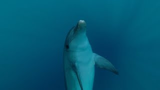 SARDEGNA  Nuotando con i Delfini a Golfo Aranci🐬 [upl. by Ztnaj946]