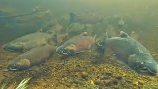 UNBELIEVABLE Under Water Salmon FISHING Footage [upl. by Ehsiom]