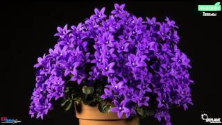 Timelapse Campanula Ambella Purple OK Plant HD [upl. by Aehs]