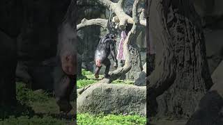 ChimpanzeePan troglodytesTaipei Zoo [upl. by Acinod]