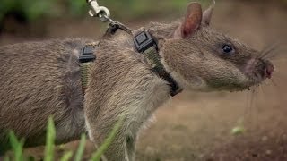 Rats Save Humans From Landmines  Extraordinary Animals  Series 2  Earth [upl. by Ennayram779]