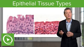 Epithelial Tissue Sections amp Functions – Histology  Lecturio [upl. by Llorrad]