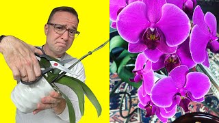 Where To Cut Orchid Stem After Flowers Fall Off [upl. by Ener]