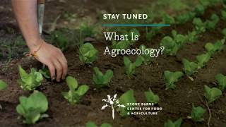 What Is Agroecology [upl. by Hanyaz816]