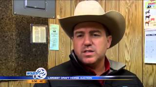 Largest draft horse auction held in Topeka [upl. by Amluz388]