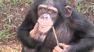 Laboratory Chimpanzee Released to Sanctuary [upl. by Hasty]