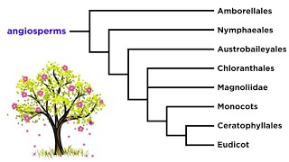 Angiosperm Diversity Monocots and Eudicots [upl. by Kile]