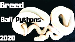 How To Breed Ball Pythons 2020 Start To Finish [upl. by Henson26]