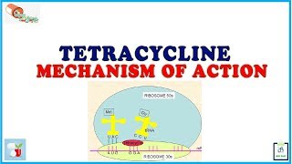 Tetracycline Mechanism of Action [upl. by Garzon881]