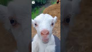 Cute Goat Embek Lucu Suara mirip shorts goat subscribe trending [upl. by Fawne]