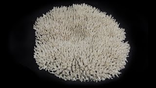 Preserving the Dry Coral Collection [upl. by Animrelliug]