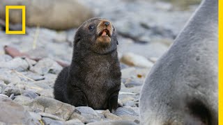 Fur Seals Overcome Extinction On ‘Resurrection Island’ – Ep 1  Wildlife Resurrection Island [upl. by Aseuqram]