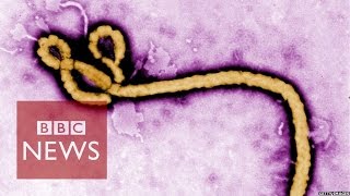 Ebola virus How is it contracted BBC News [upl. by Meneau]