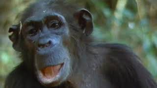 Documentary National Geographic Among the Wild Chimpanzees [upl. by Sirc182]